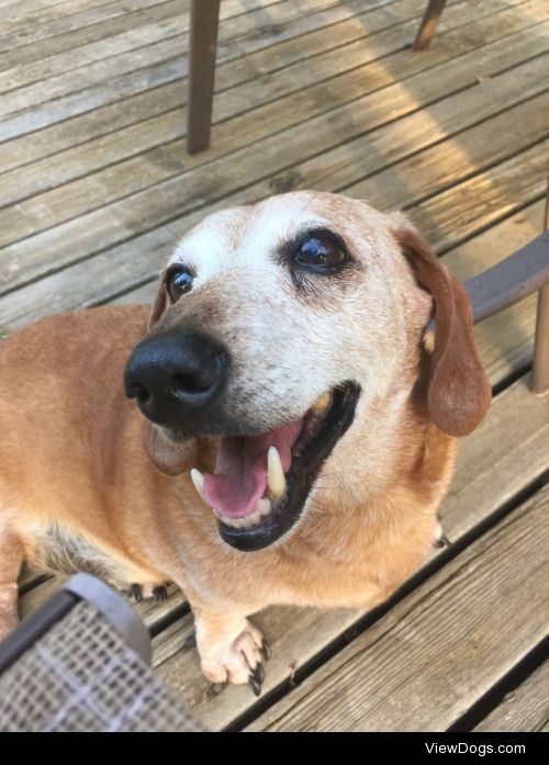 My handsome boy Harley, 14 years old and he still makes us laugh