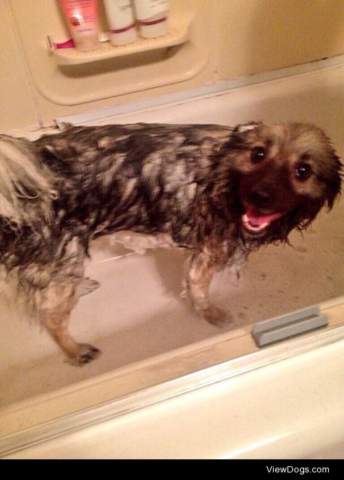 Her first bath since I adopted her! She ate a tube of mascara…