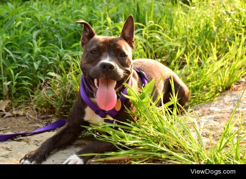 achoirofcritters:

Evie enjoying some sunshine for handsomedogs‘…