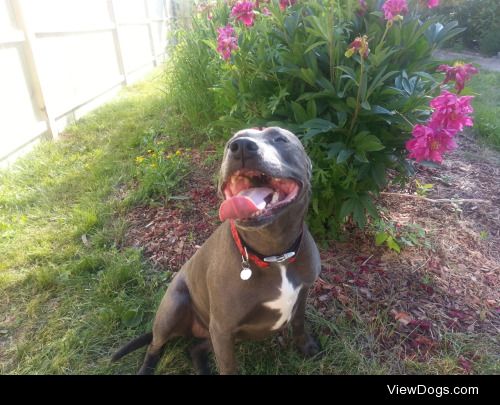 Lady, nine-year-old Amstaff, loving the sunshine.