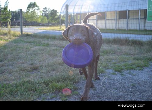 thestupidsmartdogs:

Charlie for handsomedogs Sunray Sunday-…