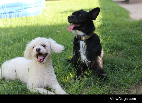 Sweetpea (toy poodle) and Darcy (corgi mix)
Follow on Instagram…