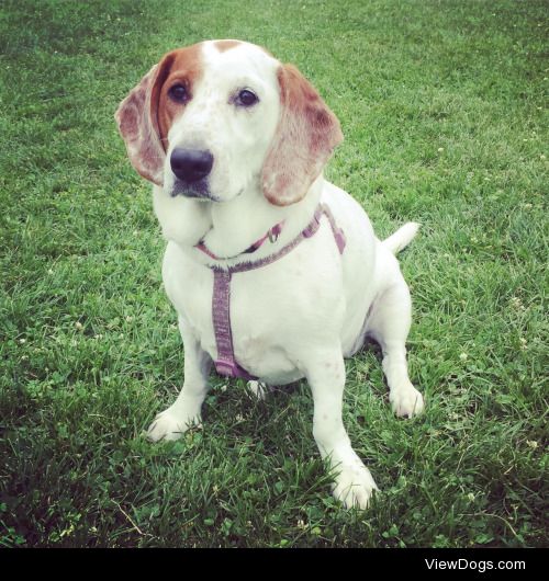 danapieinthesky:

Canoe, our Jack Russell/Bassett Hound beauty,…