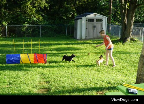 Caper is teaching his younger brother Agility! (I’m just there…