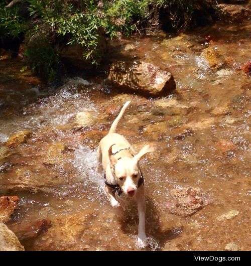 Half pitbull/ half beagle. Water dog through and through! At…