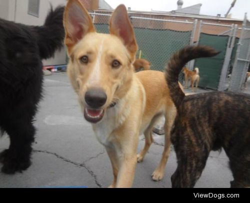 Brady..LOVES Dogs and People!!Dog • Labrador Retriever &…