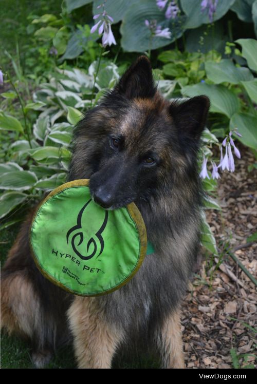 bandit-the-tervuren:

Here’s Bandit and his Frisbee for…