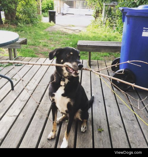 marveliss:

Theo loves to play with sticks or in this case small…