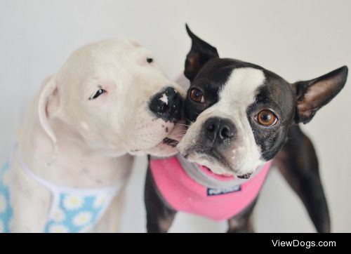 Emma and Nova, a one year old Boston terrier and a two month old…