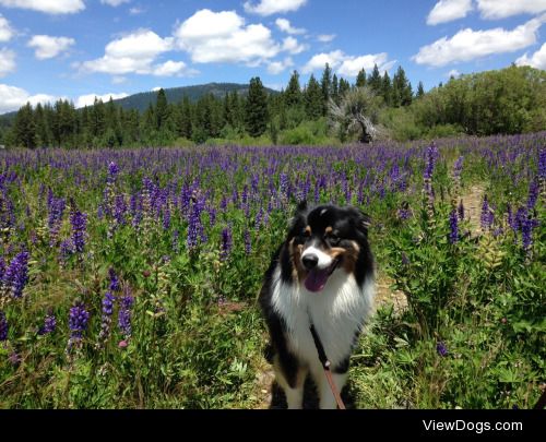 Roddy, my 7-year-old Australian Shepard