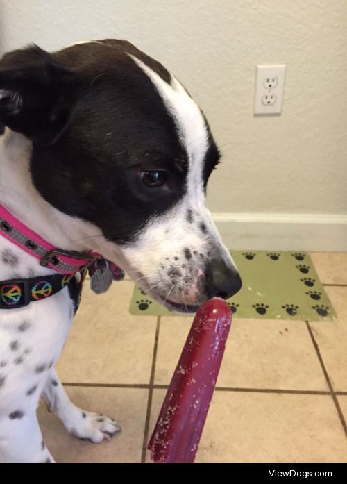 this is my dog Phoebe munching on a popsicle! we think…