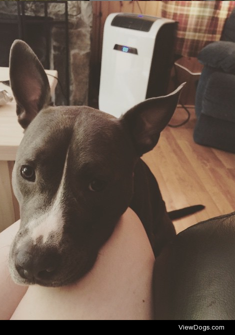 Khal, our two-year-old rescue pit. Look at those ears!