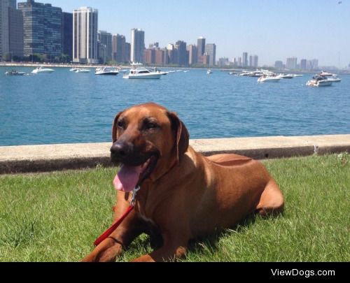 Baron, my Ridgeback granddog, along the shores of Lake Michigan,…