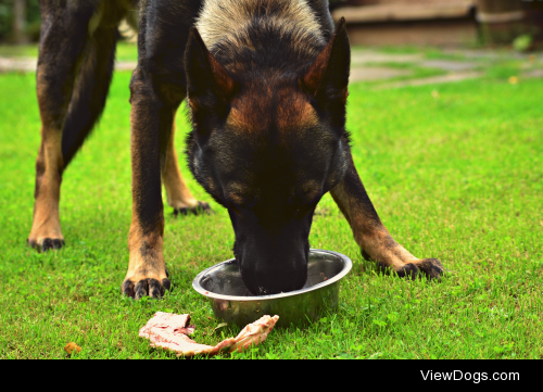 sablecoat:

Not very handsome when he eats, but for handsomedogs…