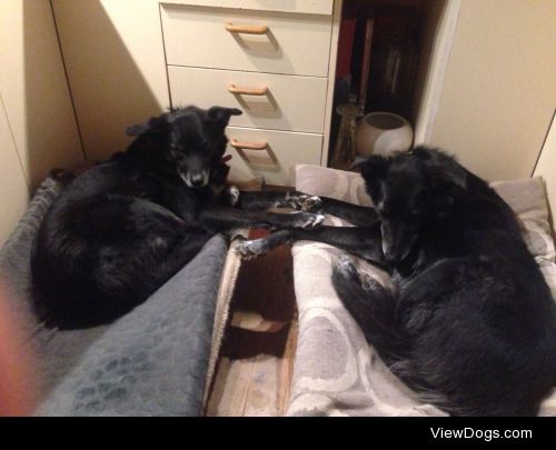 Jayne and Tex, 11 year old border collie crosses who like to…