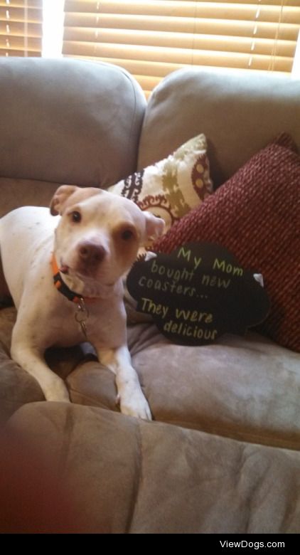 I’m Coasting on Cute

Belle just loves to chew up anything…