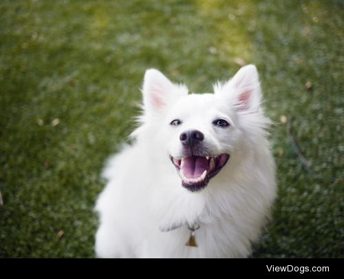 Kokoro the american eskimo dog, via emwng.tumblr.com
More at:…