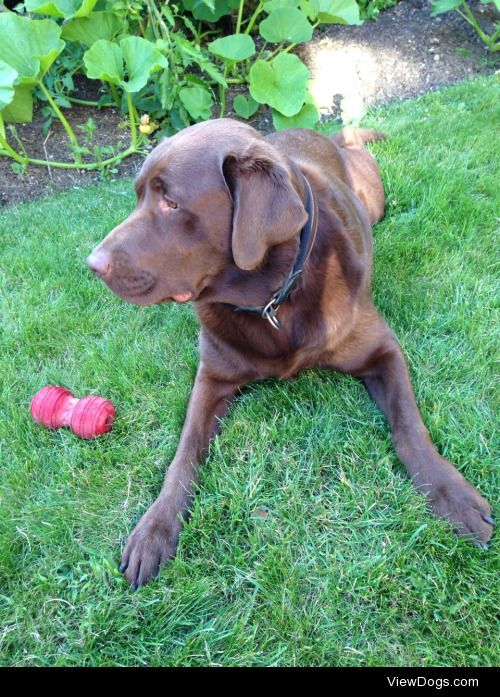 Sherlock, 50kg Labrador, with his so far indestructible chew…