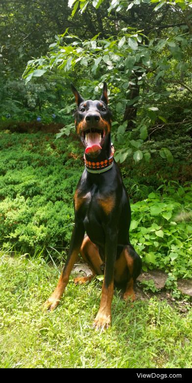 Creed – 14mo Doberman Pinscher