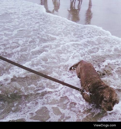 Gus enjoying a gloomy summer’s day at the beach! (6 year old…