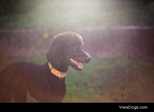 guidedogintraining:

Echo for handsomedogs Sunkist Sunday.