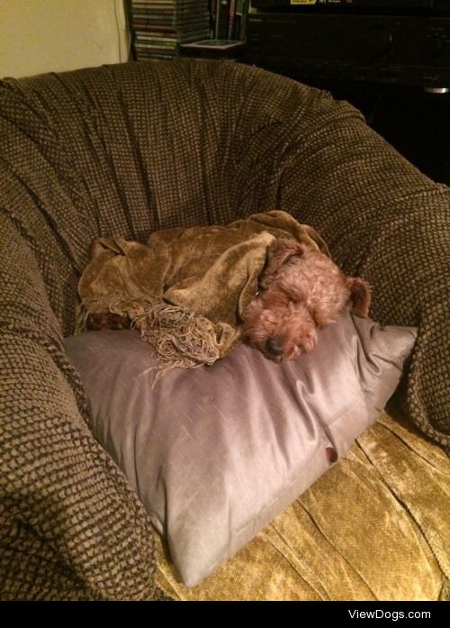 My pup Millie for sleepy Saturday! She always has to find the…