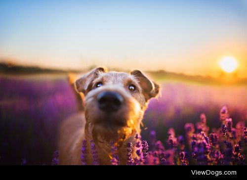 Lavender dog | Iza Łysoń