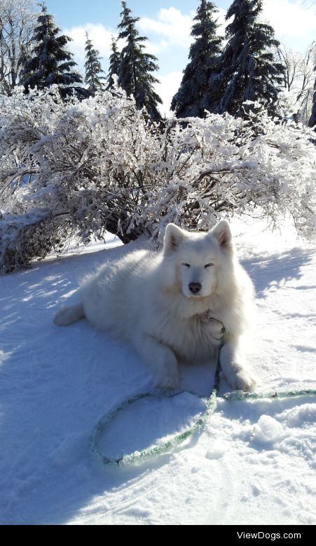 Snoozing in the winter sun.

#sleepy Saturday  #samoyed