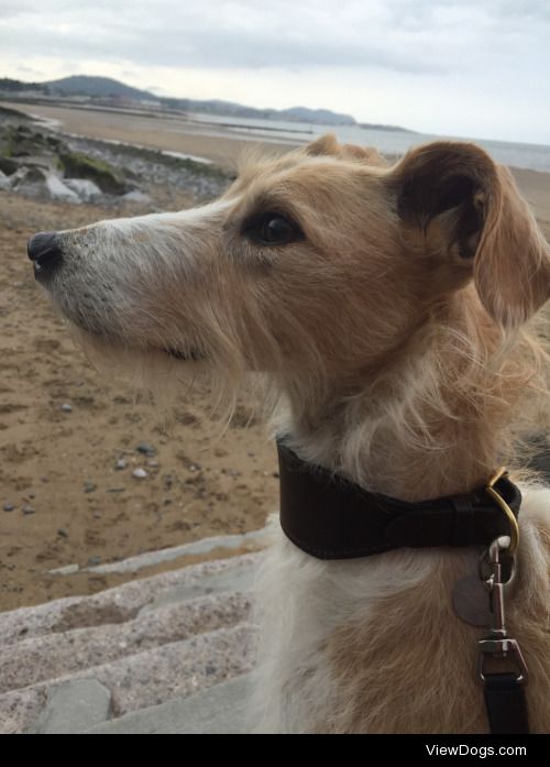 Point a camera in his direction and he poses. Saluki X…