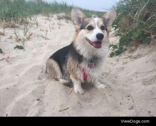 Lacey, the two year old Pembroke Welsh Corgi. @laceythe