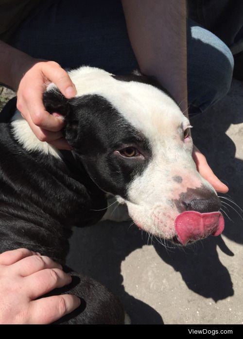 Meet Cannon! Half pit, half basset hound, all cute!