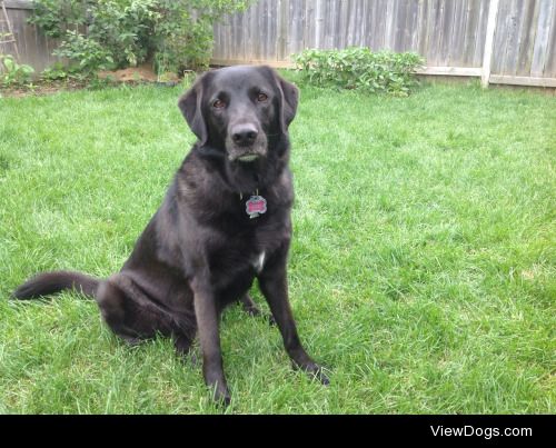 Black Labrador retriever and German Shepard mix