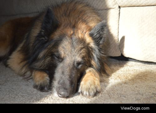 bandit-the-tervuren:

Bandit (and his buddy, Oreo, haha) for…