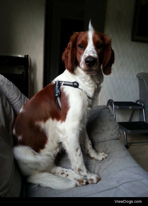 This is my brothers 9 months old Welsh Springer…