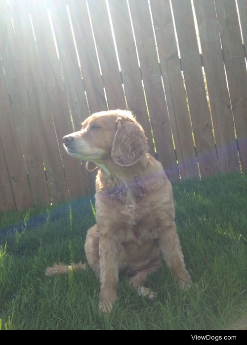 Daisy the cockapoo loves soakin’ up some rays