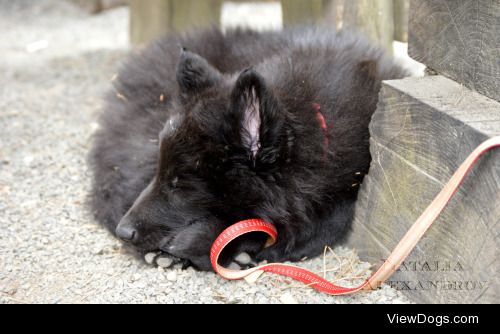 workingdogblr:

It’s Sleepy Saturday! Here’s a sleepy Daenerys…