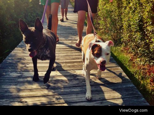 Dude (Australian cattle dog/Pitbull) & Cora (American…