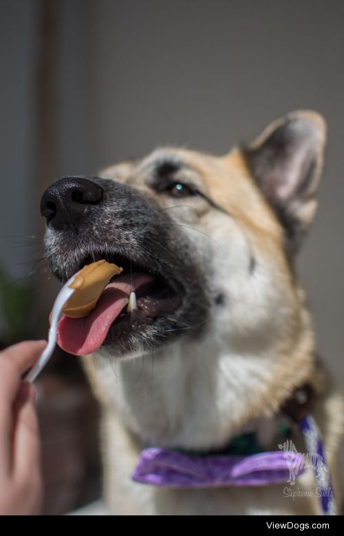 huskyhuddle:

Noodle getting various snacks for Meal Monday…