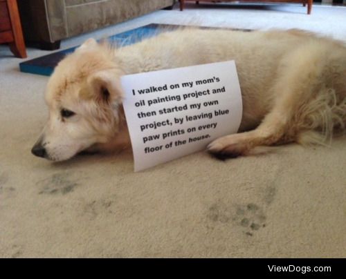 Self-Expressionism

16 year old dog gets creative with Oil paint