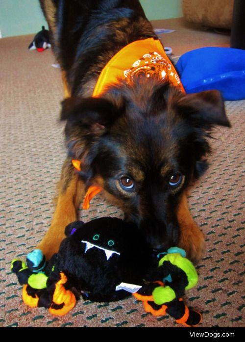 Cinders playing with a toy spider we got her for Halloween one…