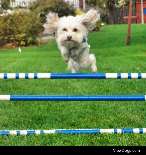 Bruce the rescue Maltese mix loves jumping!!!