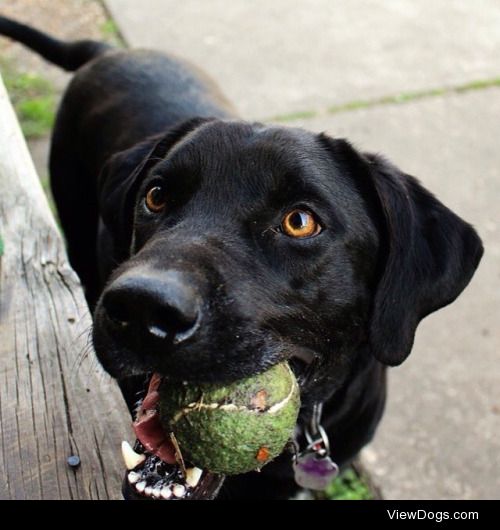 Toy-filled Tuesday! Milo loves his tennis ball and his chuck it…
