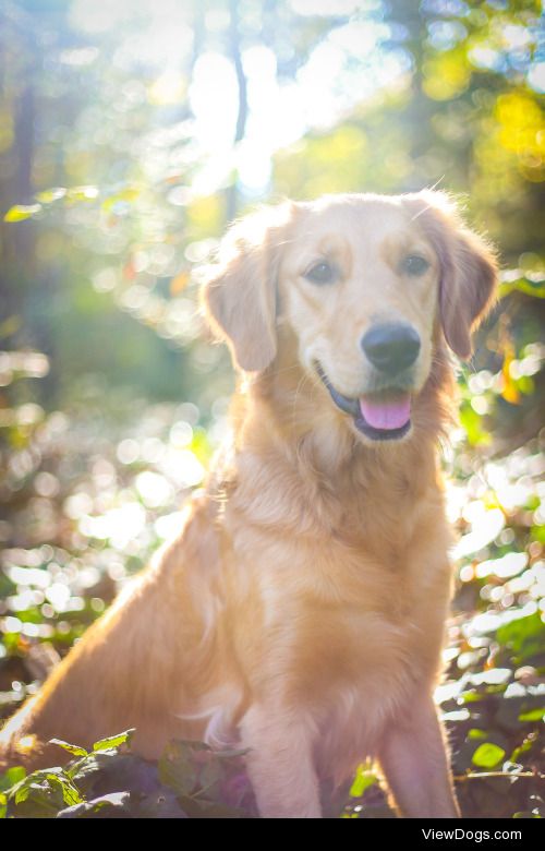 guidedogintraining:

Stella and Echo for handsomedogs Sunray…