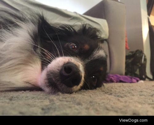 Riley is my 3 year old toy Australian Shepard who likes to sleep…