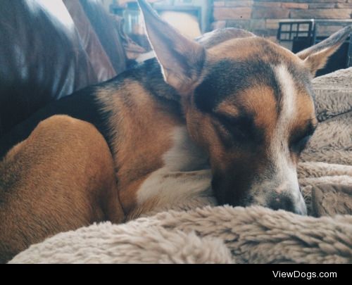 hanna-queen:

Bo, enjoying his #sleepsaturday #handsomedogs