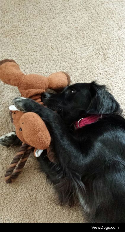 gingersaurusrexx:

This is luna with her moose baby handsomedogs