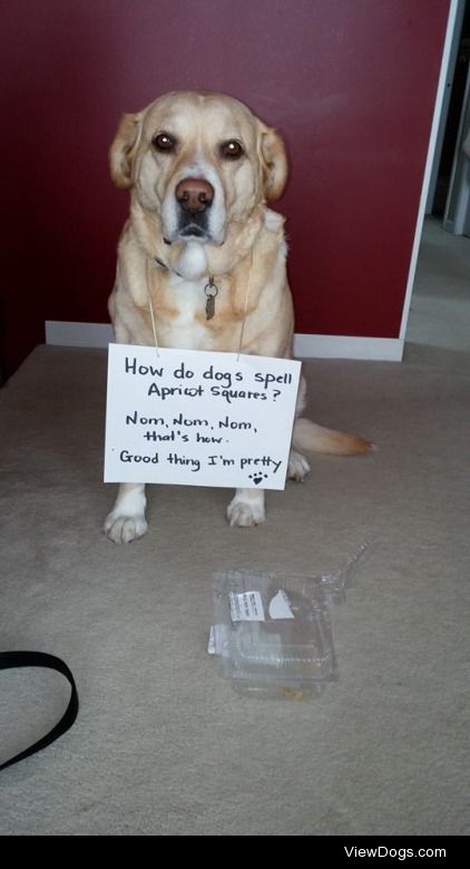 Sorry, co-workers, no squares for you!

How do dogs spell…