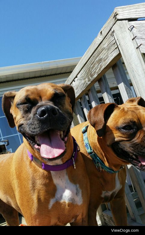 3demondogs:

Ice is always happy to enjoy the sun.