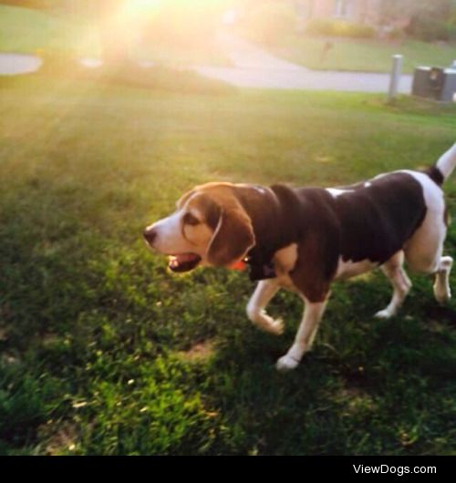 lapistachio:

handsomedogs is having a “Sunray Sunday” so this…