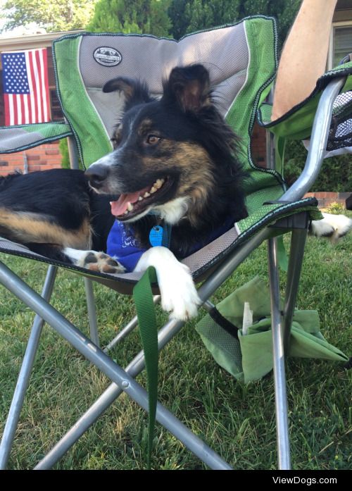 This is fletcher. He’s a mini Australian shepherd.